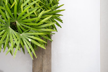 Exterior decoration green plant with cement wall background textureの写真素材