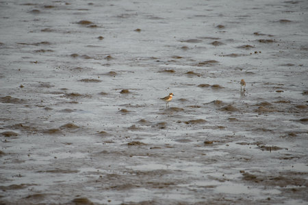 Seagulls at bangpu recreation center samut prakan thailand
