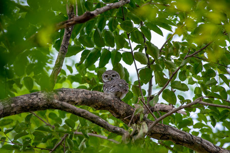 Spotted owlet is a small owl which breeds in tropical Asia. A common resident of open habitats including farmland and human habitation, it has adapted to living in citiesの写真素材
