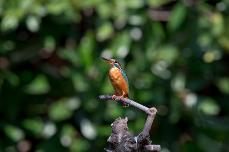 Common kingfisher also known as the river kingfisher, is a small kingfisher with seven subspecies recognized within its wide distribution across Eurasia and North Africa. It is resident in much of its range, but migrates from areas where rivers freeze in winterの写真素材