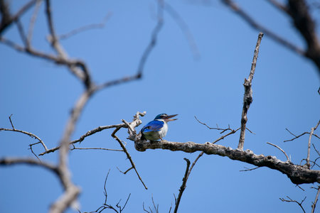 Collared kingfisher; White-collared kingfisher; Mangrove kingfisherの写真素材