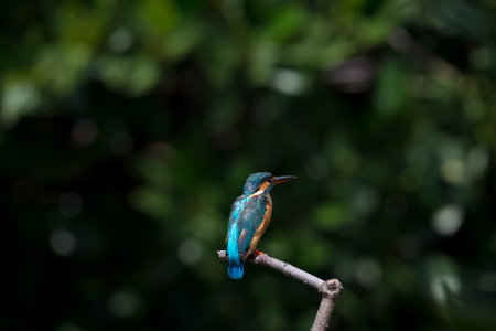 Common kingfisher also known as the river kingfisher, is a small kingfisher with seven subspecies...