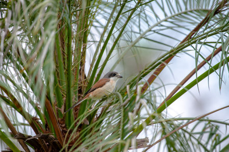 Female Burmese Shrike.  Its natural habitats are subtropical or tropical moist lowland forest and...