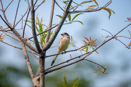 Female Burmese Shrike.  Its natural habitats are subtropical or tropical moist lowland forest and subtropical or tropical moist montane forest.の写真素材