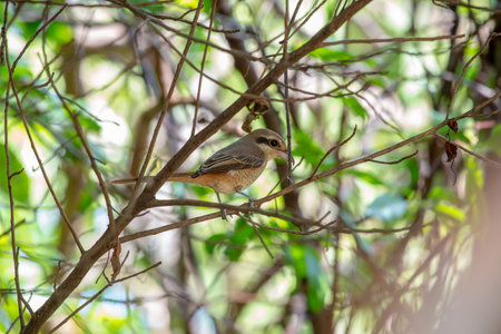 Females Brown shrike tend to have fine scalloping on the underside and the mask