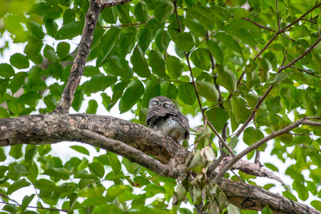 Spotted owlet is a small owl which breeds in tropical Asia.