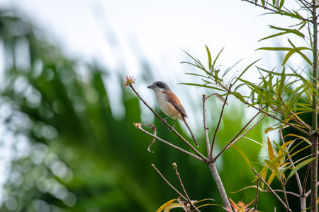 Female Burmese Shrike.の写真素材