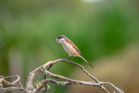 Female Burmese Shrike.  Its natural habitats are subtropical or tropical moist lowland forest and subtropical or tropical moist montane forest.の写真素材