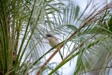 Female Burmese Shrike.  Its natural habitats are subtropical or tropical moist lowland forest and subtropical or tropical moist montane forest.の写真素材