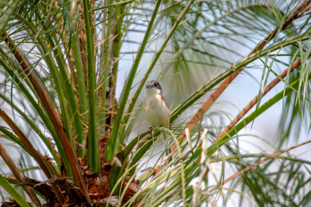 Female Burmese Shrike.  Its natural habitats are subtropical or tropical moist lowland forest and subtropical or tropical moist montane forest.の写真素材