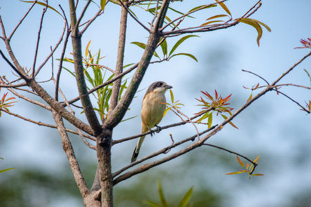 Female Burmese Shrike.  Its natural habitats are subtropical or tropical moist lowland forest and subtropical or tropical moist montane forest.の写真素材