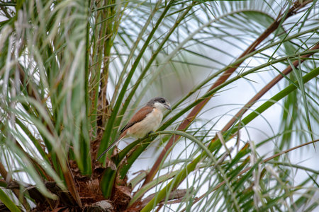 Female Burmese Shrike.  Its natural habitats are subtropical or tropical moist lowland forest and subtropical or tropical moist montane forest.の写真素材