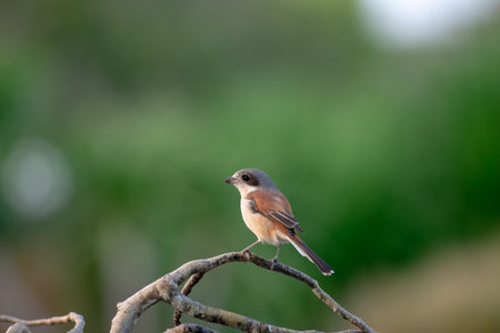 Female Burmese Shrike.  Its natural habitats are subtropical or tropical moist lowland forest and subtropical or tropical moist montane forest.の写真素材