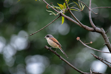 Female Burmese Shrike.  Its natural habitats are subtropical or tropical moist lowland forest and subtropical or tropical moist montane forest.の写真素材