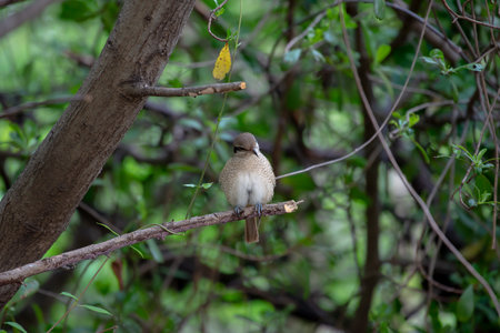 Females Brown shrike tend to have fine scalloping on the underside and the mask is dark brown and not as well marked as in the male. breeds in northern Asia and winters in South Asia.の写真素材