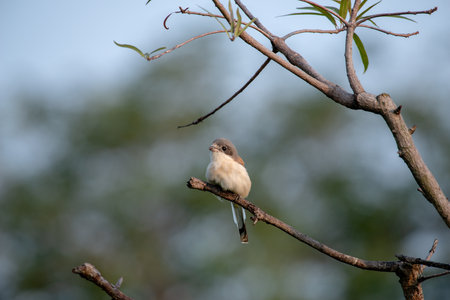 Female Burmese Shrike.  Its natural habitats are subtropical or tropical moist lowland forest and subtropical or tropical moist montane forest.の写真素材