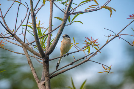 Female Burmese Shrike.  Its natural habitats are subtropical or tropical moist lowland forest and subtropical or tropical moist montane forest.の写真素材