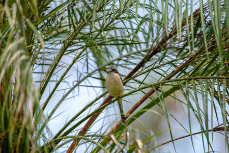 Female Burmese Shrike.  Its natural habitats are subtropical or tropical moist lowland forest and subtropical or tropical moist montane forest.の写真素材
