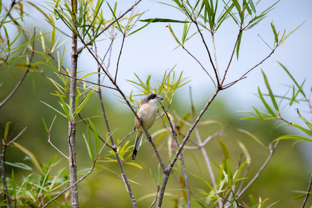 Female Burmese Shrike.  Its natural habitats are subtropical or tropical moist lowland forest and subtropical or tropical moist montane forest.の写真素材