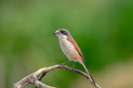 Female Burmese Shrike.  Its natural habitats are subtropical or tropical moist lowland forest and subtropical or tropical moist montane forest.の写真素材