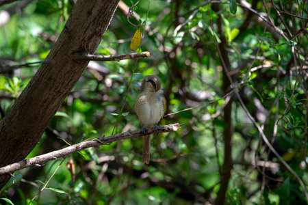 Females Brown shrike tend to have fine scalloping on the underside and the mask is dark brown and not as well marked as in the male. breeds in northern Asia and winters in South Asia.の写真素材