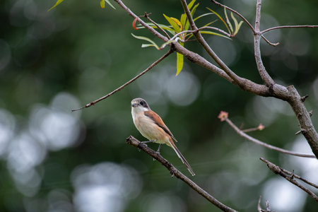 Female Burmese Shrike.  Its natural habitats are subtropical or tropical moist lowland forest and subtropical or tropical moist montane forest.の写真素材