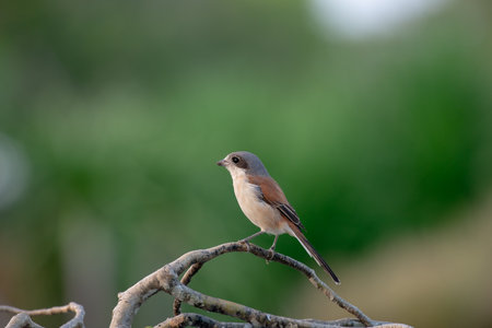 Female Burmese Shrike.  Its natural habitats are subtropical or tropical moist lowland forest and subtropical or tropical moist montane forest.の写真素材