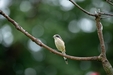 Female Burmese Shrike.  Its natural habitats are subtropical or tropical moist lowland forest and subtropical or tropical moist montane forest.の写真素材