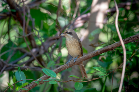 Females Brown shrike tend to have fine scalloping on the underside and the mask is dark brown and not as well marked as in the male. breeds in northern Asia and winters in South Asia.の写真素材