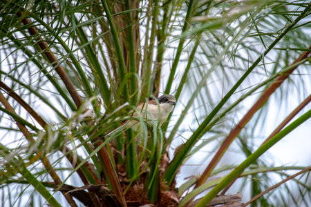 Female Burmese Shrike.  Its natural habitats are subtropical or tropical moist lowland forest and subtropical or tropical moist montane forest.の写真素材