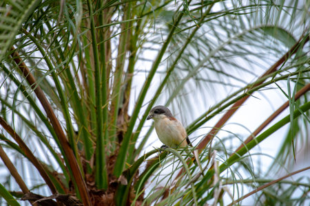 Female Burmese Shrike.  Its natural habitats are subtropical or tropical moist lowland forest and subtropical or tropical moist montane forest.の写真素材