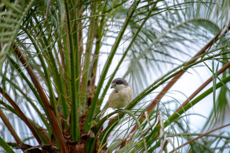 Female Burmese Shrike.  Its natural habitats are subtropical or tropical moist lowland forest and subtropical or tropical moist montane forest.の写真素材