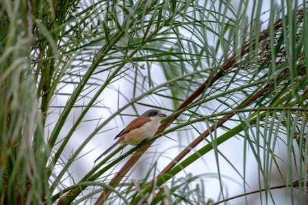 Female Burmese Shrike.  Its natural habitats are subtropical or tropical moist lowland forest and subtropical or tropical moist montane forest.の写真素材