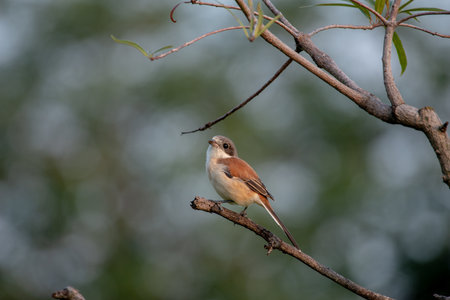 Female Burmese Shrike.  Its natural habitats are subtropical or tropical moist lowland forest and subtropical or tropical moist montane forest.の写真素材