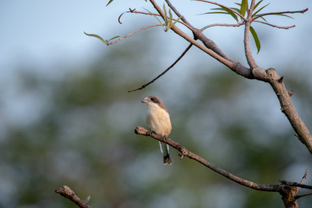 Female Burmese Shrike.  Its natural habitats are subtropical or tropical moist lowland forest and subtropical or tropical moist montane forest.の写真素材