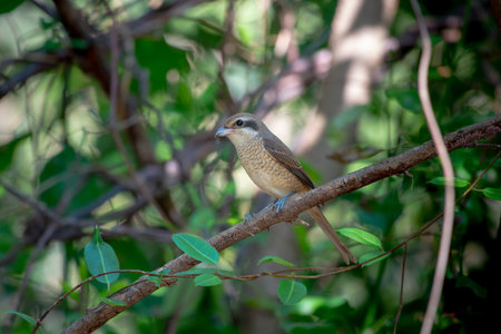 Females Brown shrike tend to have fine scalloping on the underside and the mask is dark brown and not as well marked as in the male. breeds in northern Asia and winters in South Asia.の写真素材