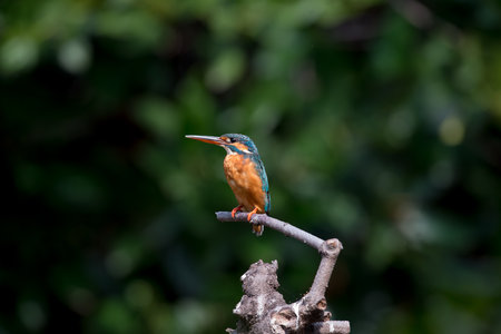 Common kingfisher also known as the river kingfisher, is a small kingfisher with seven subspecies recognized within its wide distribution across Eurasia and North Africa. It is resident in much of its range, but migrates from areas where rivers freeze in winterの写真素材