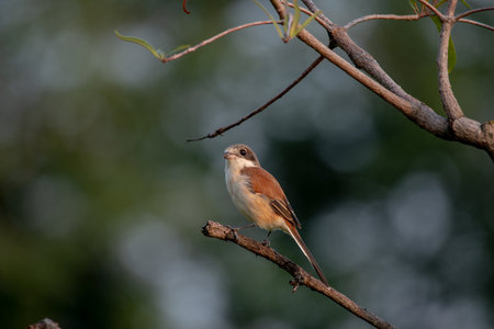 Female Burmese Shrike.  Its natural habitats are subtropical or tropical moist lowland forest and subtropical or tropical moist montane forest.の写真素材