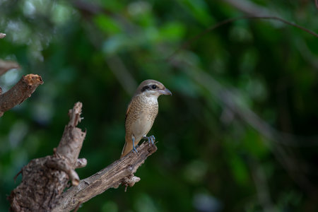 Females Brown shrike tend to have fine scalloping on the underside and the mask is dark brown and not as well marked as in the male. breeds in northern Asia and winters in South Asia.の写真素材