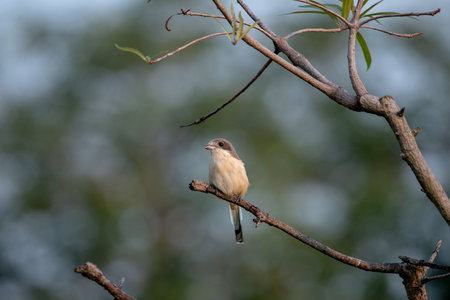 Female Burmese Shrike.  Its natural habitats are subtropical or tropical moist lowland forest and subtropical or tropical moist montane forest.の写真素材