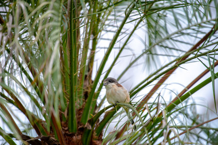 Female Burmese Shrike.  Its natural habitats are subtropical or tropical moist lowland forest and subtropical or tropical moist montane forest.の写真素材