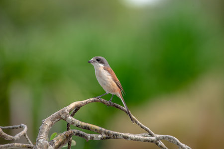 Female Burmese Shrike.  Its natural habitats are subtropical or tropical moist lowland forest and subtropical or tropical moist montane forest.の写真素材