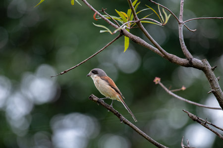 Female Burmese Shrike.  Its natural habitats are subtropical or tropical moist lowland forest and subtropical or tropical moist montane forest.の写真素材