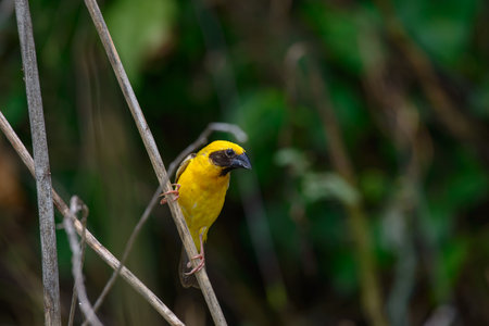Asian Golden Weaver building nest, use fresh leaves of grass woven mesh between branch on treeの写真素材