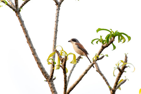 Female Burmese Shrike.  Its natural habitats are subtropical or tropical moist lowland forest and subtropical or tropical moist montane forest.の写真素材
