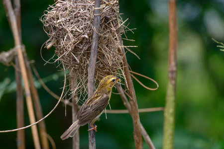 Asian Golden Weaver building nest, use fresh leaves of grass woven mesh between branch on treeの写真素材