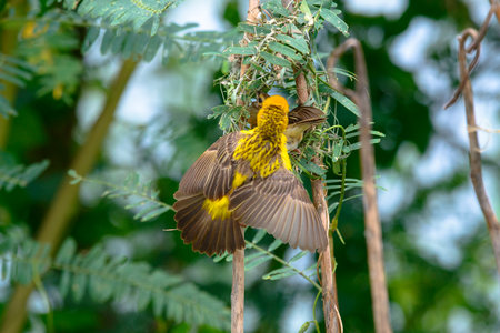 Asian Golden Weaver building nest, use fresh leaves of grass woven mesh between branch on treeの写真素材