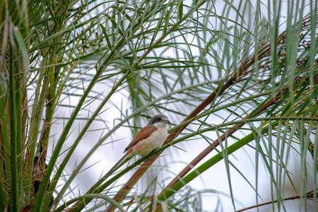 Female Burmese Shrike.  Its natural habitats are subtropical or tropical moist lowland forest and subtropical or tropical moist montane forest.の写真素材