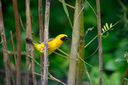 Asian Golden Weaver building nest, use fresh leaves of grass woven mesh between branch on treeの写真素材