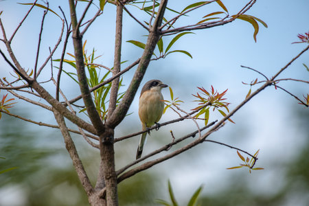 Female Burmese Shrike.  Its natural habitats are subtropical or tropical moist lowland forest and subtropical or tropical moist montane forest.の写真素材